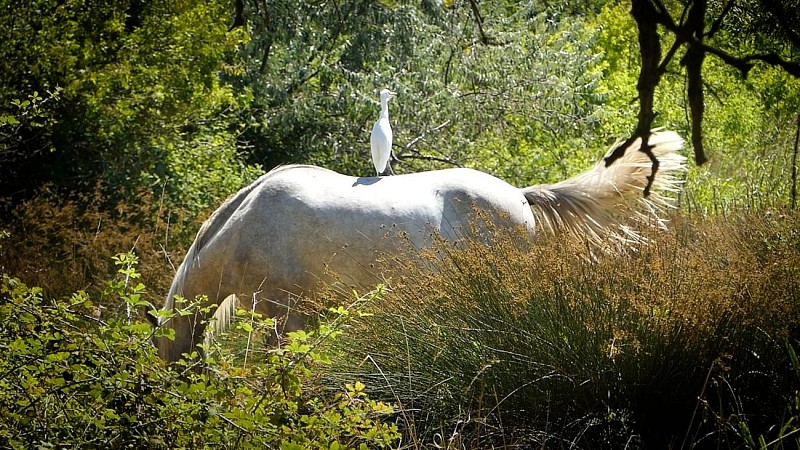 Reserve_Naturelle_du_Mejean_EXCLUSIF_ADT34_-_E_Brendle_5