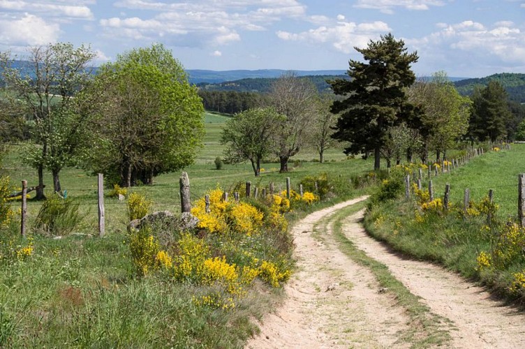 La forêt de la Tourre