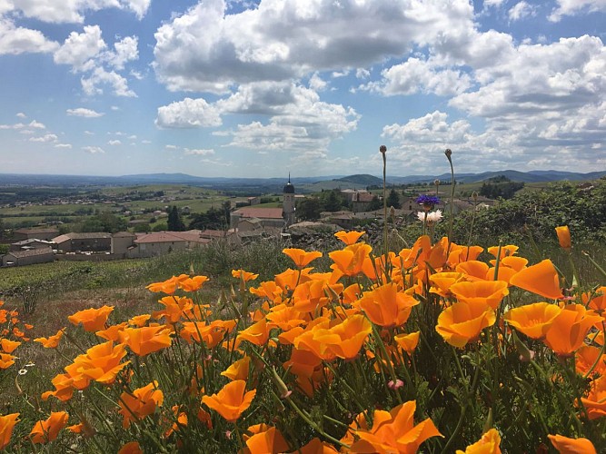 Circuit randonnée - Domaine Christophe Savoye