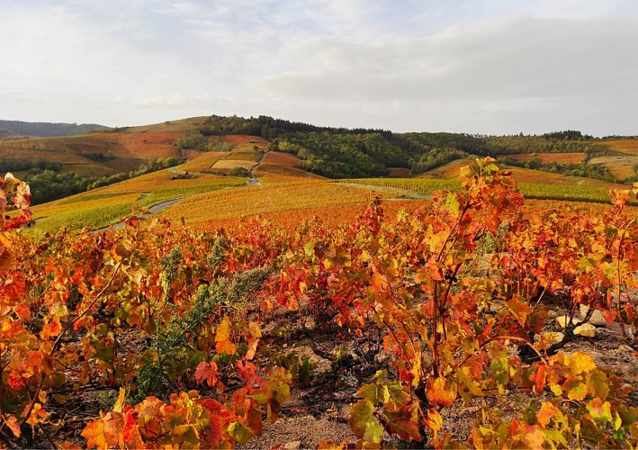 Circuit randonnée - Domaine Christophe Savoye