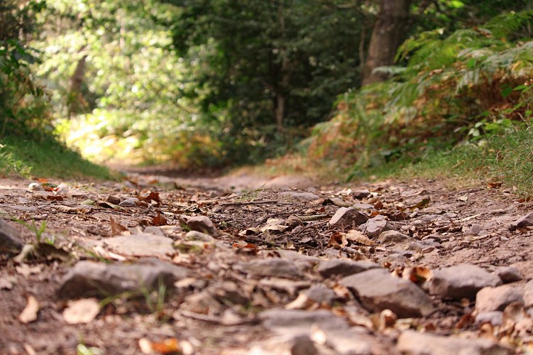 Circuit 4  Iffendic (c) Office de Tourisme Montfort Communauté (2)