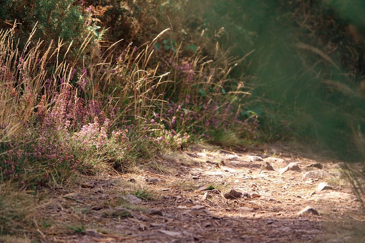 Circuit trail n° 5 Saint-Gonlay