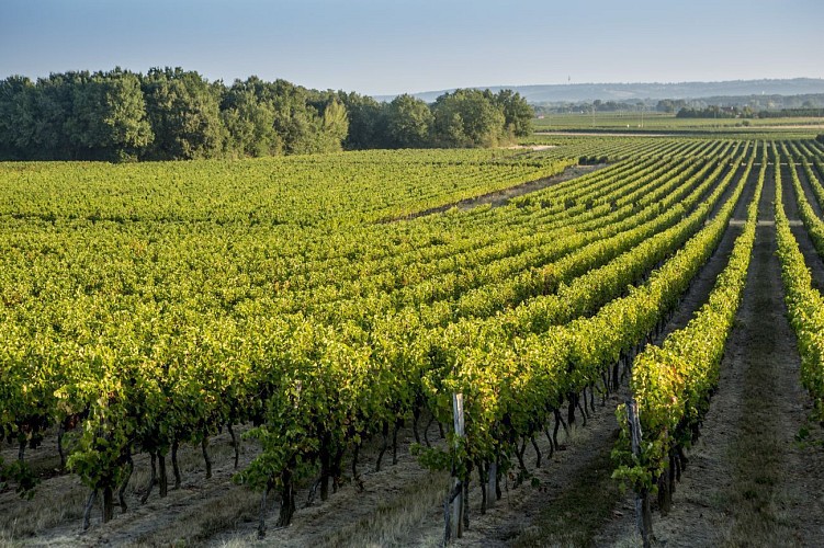 Circuit des vignes en frontonnais