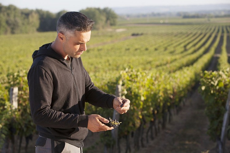 Circuit des vignes en frontonnais