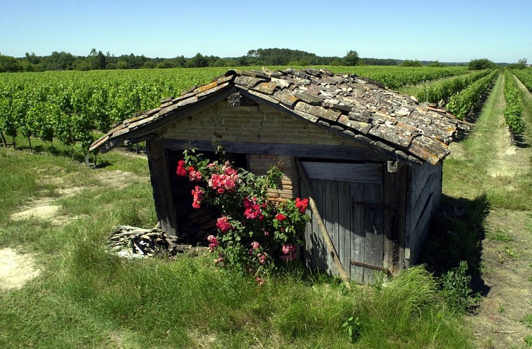 Circuit des vignes en frontonnais