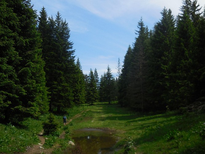 Forêt