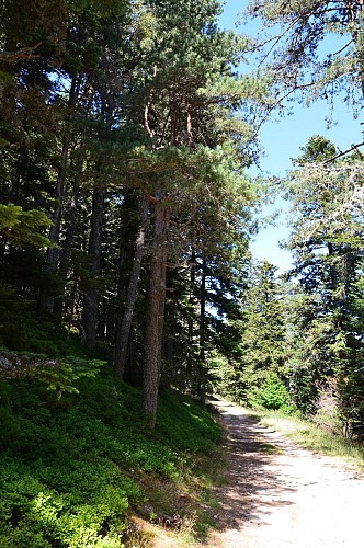 Mountain Bike Trail : The Rouvey from Saint Pierre sur Doux to Lalouvesc.