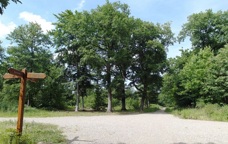Forêt domaniale de Versailles