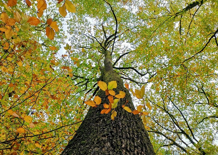 ©MTFSH-TEXTO_Pascal_Willems_(4)