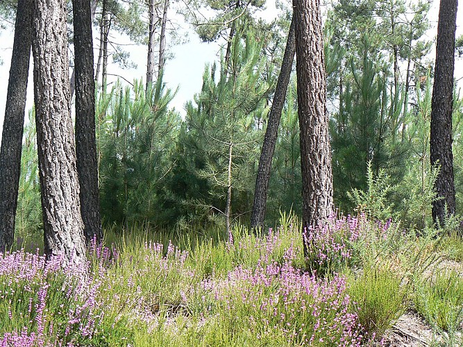 Circuit pedestre Landes de la Bonne aux Lievres N20 Lac de Montendre 3