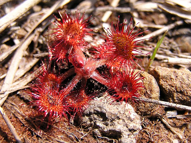 Circuit VTT Les Benissons N8 Soubran Boisredon tourbiere plantes carnivores 3