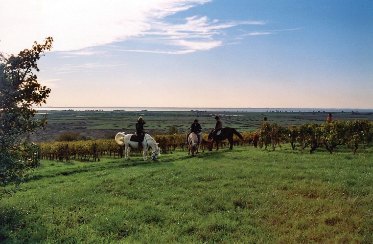 Route des Cardinaux en Pays de Haute-Saintonge randonnee equestre d Artagnan 3