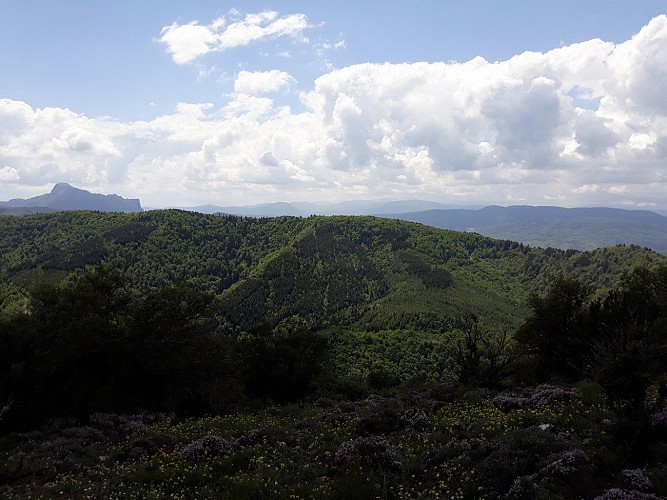 Circuit VTT -la Forêt du Rialsesse