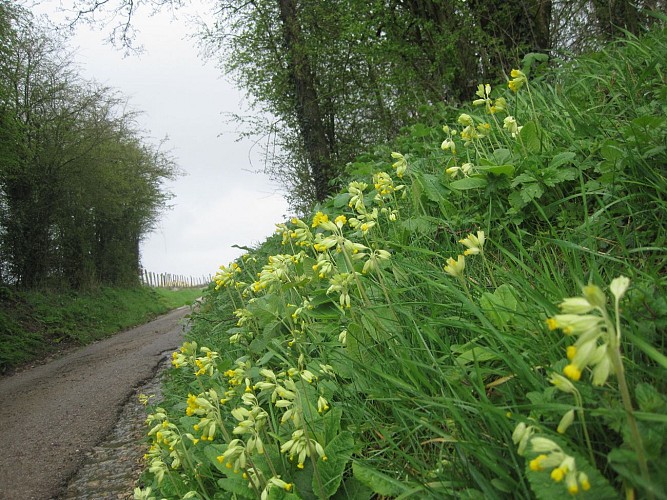 Lisbourg_Sentier de la Corneillére