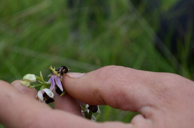 SEPX : LE SENTIER DES ORCHIDEES