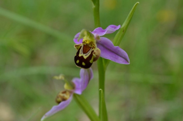 SEPX : LE SENTIER DES ORCHIDEES