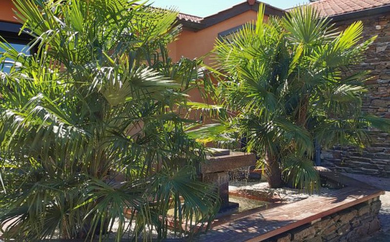 Palmiers de la mairie