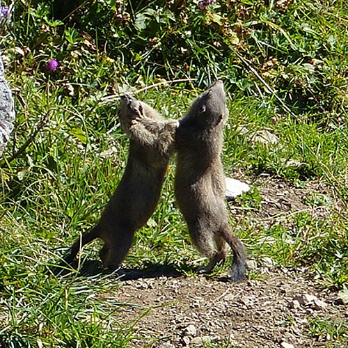 Chalets et alpages de Vormy