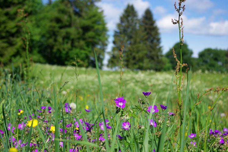 Sur le chemin du Petit Balcon