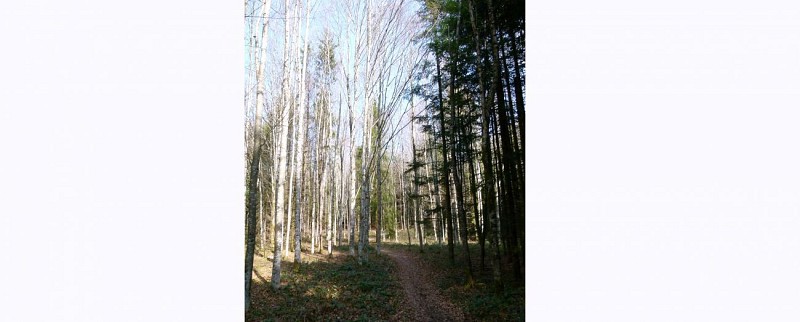 Le sentier sylvicole d'Orgelet