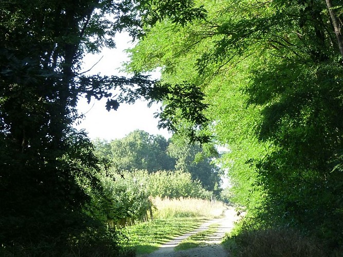 Chemin de rando - Saint-Hilaire-Saint-Mesmin _ F. Maret