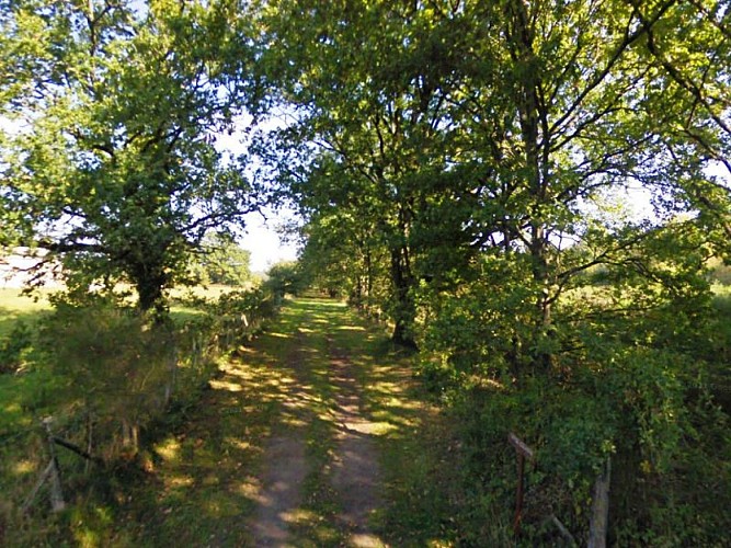 Bois autour de Sully-la-Chapelle