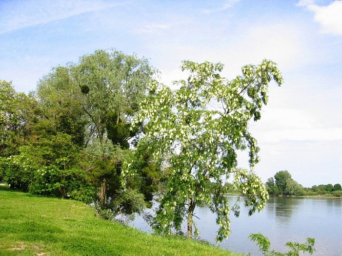 Bords de Loire à la Chapelle-Saint-Mesmin