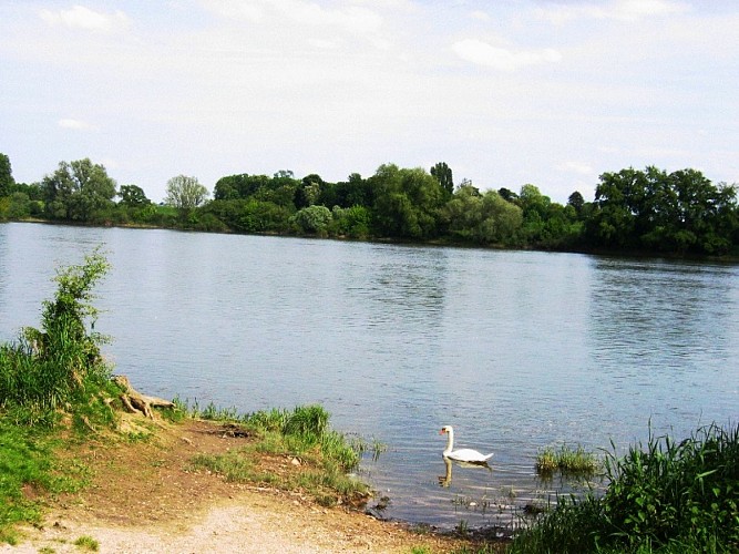 Bords de Loire à la Chapelle-Saint-Mesmin