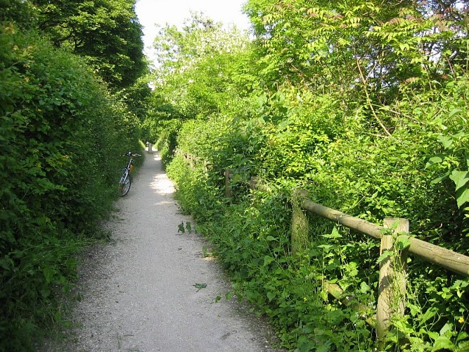 Sentier à la Chapelle-Saint-Mesmin