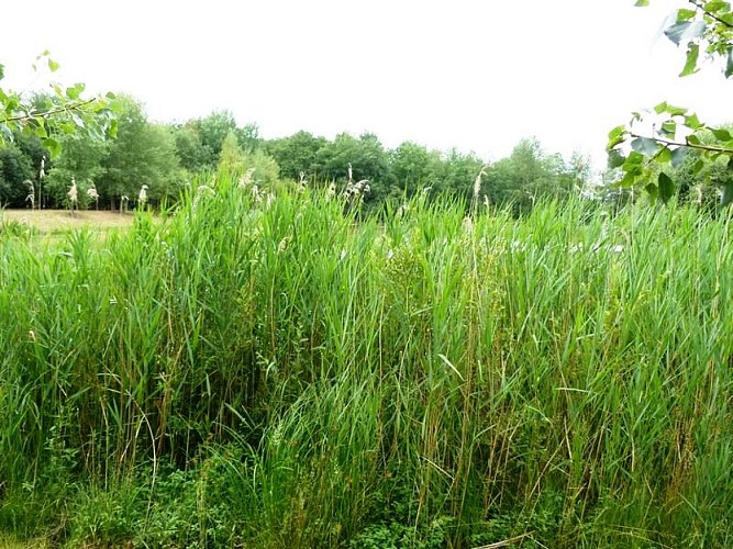 Sentier de l'étang de l'Evangile