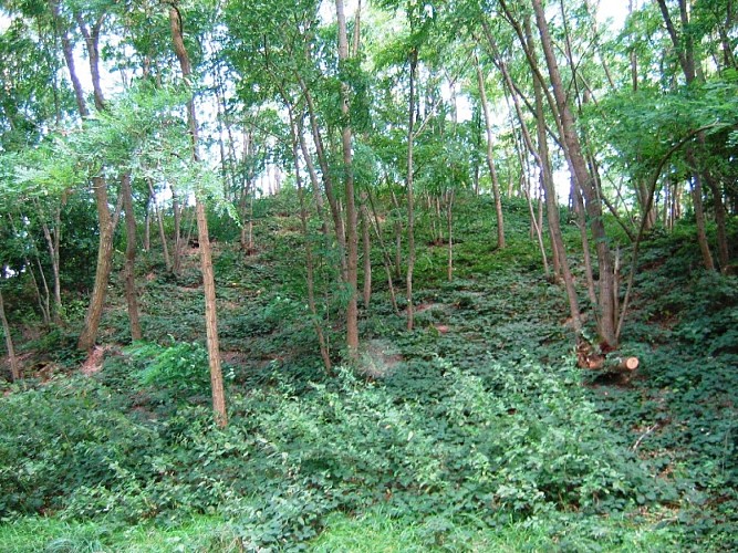 Chambon-la-Forêt