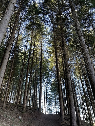 A l'ombre des sous bois
