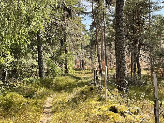 Cheminement en sous bois