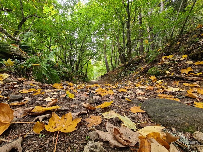 Tapis de feuille d'automne