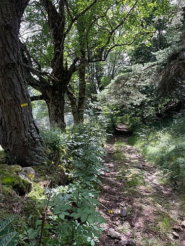 La fraîcheur des sous bois en été