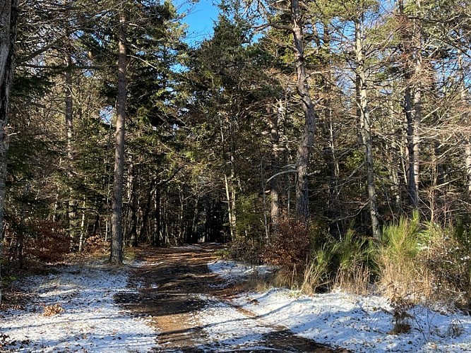 Traversée en forêt