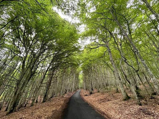 Traversée routière en sous bois