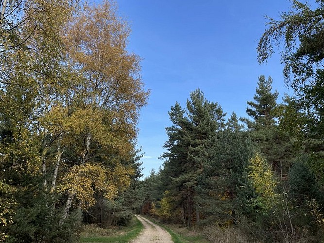 Traversée entre pâturages et bois