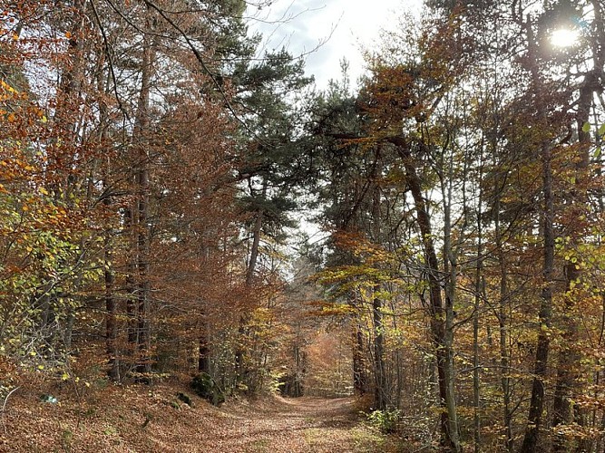 Passage en sous bois