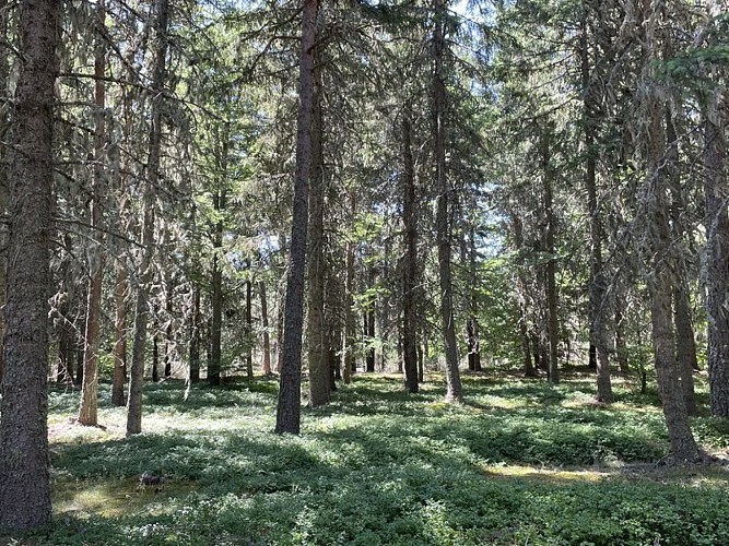 Au frais dans les sous bois