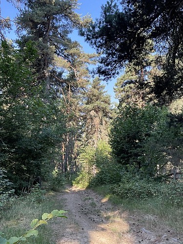 Cheminement en sous bois