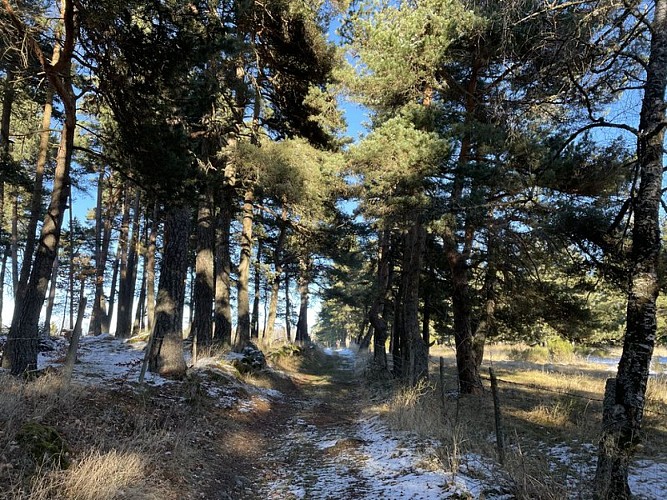 Cheminement en sous bois