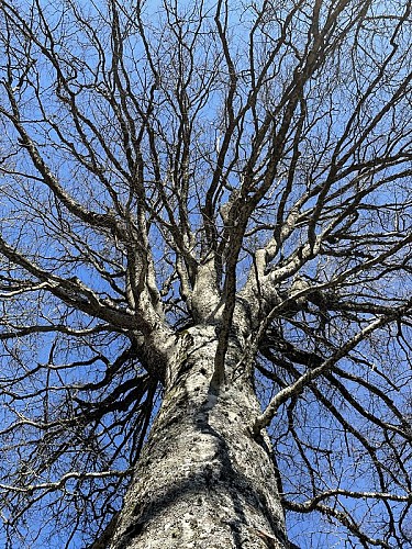 Arbre remarquable sur le circuit