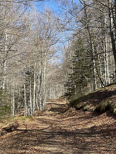 Tapis de feuilles d'automne
