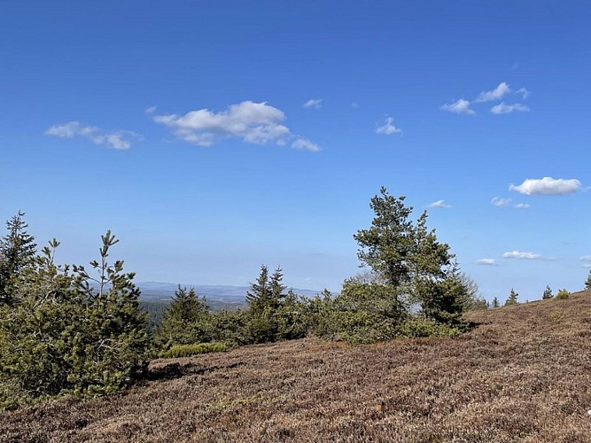 Champs de Bruyère