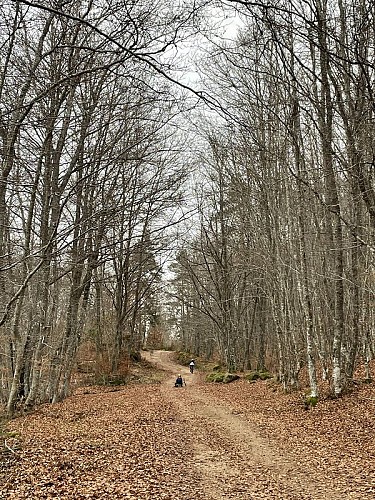 Chemin forestier vers Fontanes