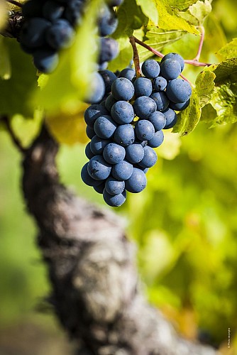 Circuit des vignes et châteaux