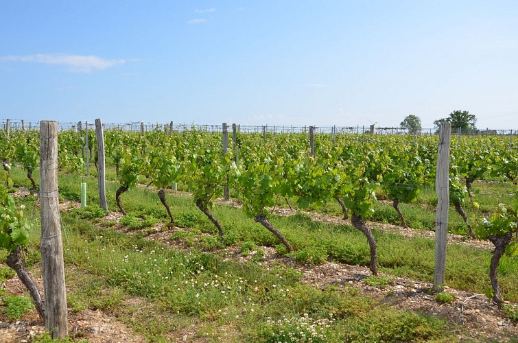 Entre terre et vigne