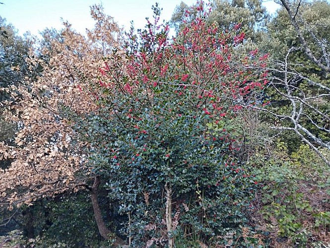 Rundweg des Priorat Santa Maria del Vilar über das Mas del Pou