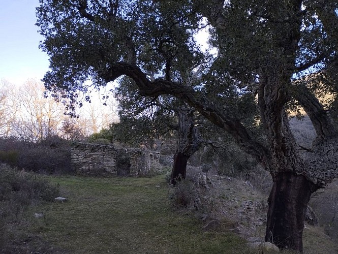 The loop of  Santa Maria del Vilar Priory passing by the Mas del Pou